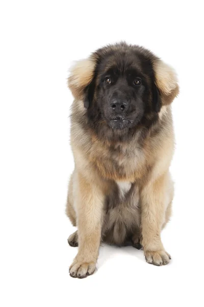 Leonberger — Stok fotoğraf