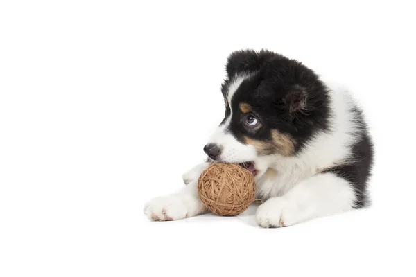 Owczarek australijski puppy — Zdjęcie stockowe