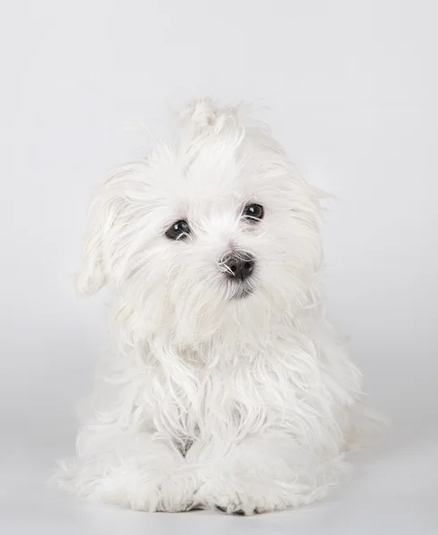 Maltese — Stock Photo, Image