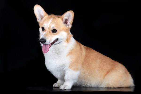 Pembroke corgi — Zdjęcie stockowe