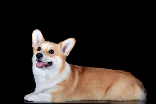 Pembroke corgi — Stok fotoğraf