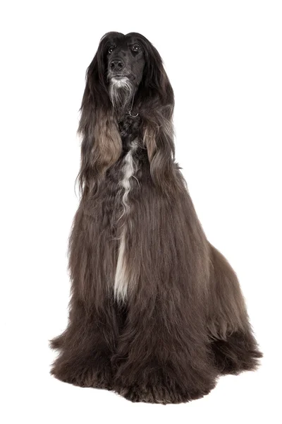 Afghan hound — Stock Photo, Image