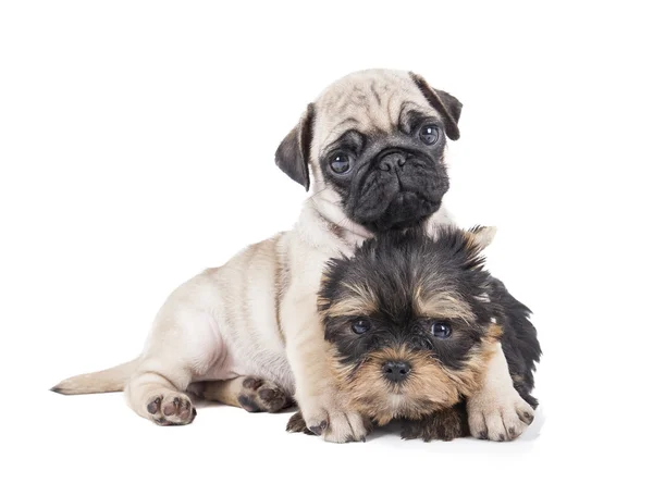 Two puppies — Stock Photo, Image