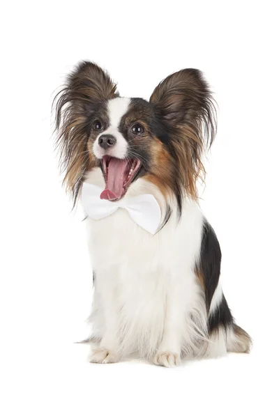 Papillon on white background — Stock Photo, Image