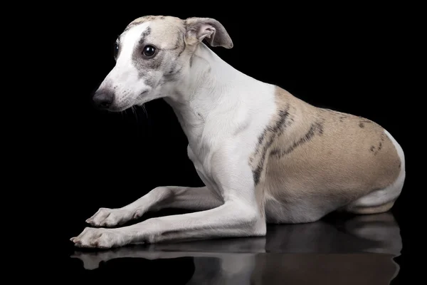 A whippet, a fekete háttér — Stock Fotó