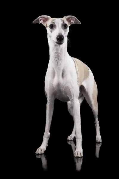 Whippet na czarnym tle — Zdjęcie stockowe