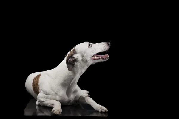 Whippet på svart bakgrund — Stockfoto