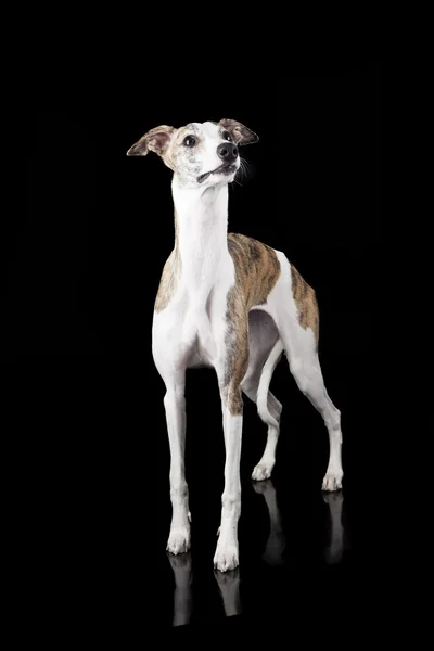 The whippet on a black background — Stock Photo, Image