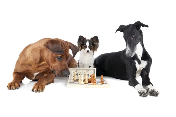 Three dogs playing chess — Stock Photo, Image