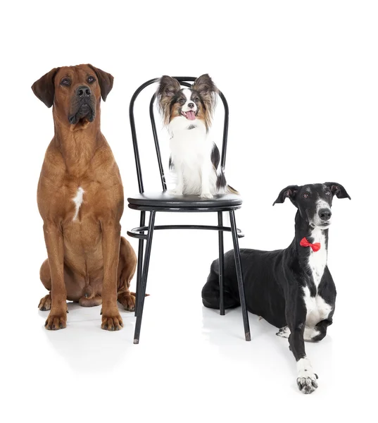 Three dogs (ridgeback, papillon, greyhound) — Stock Photo, Image