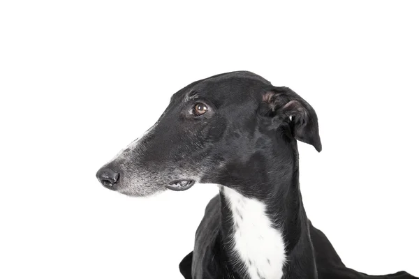 Retrato de um galgo — Fotografia de Stock