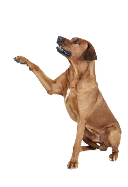 Rhodesian Ridgeback — Stock Photo, Image