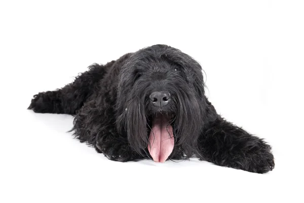 Black terrier — Stock Photo, Image