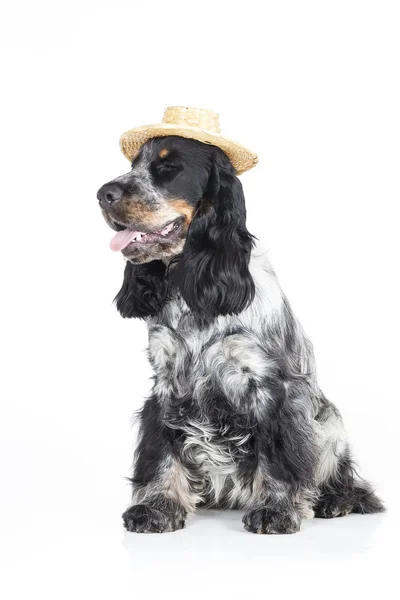 English cocker spaniel — Stock Photo, Image