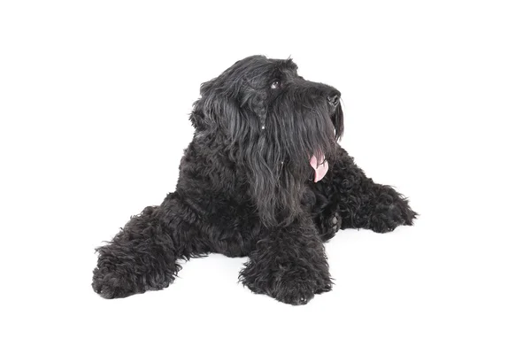 Black terrier — Stock Photo, Image