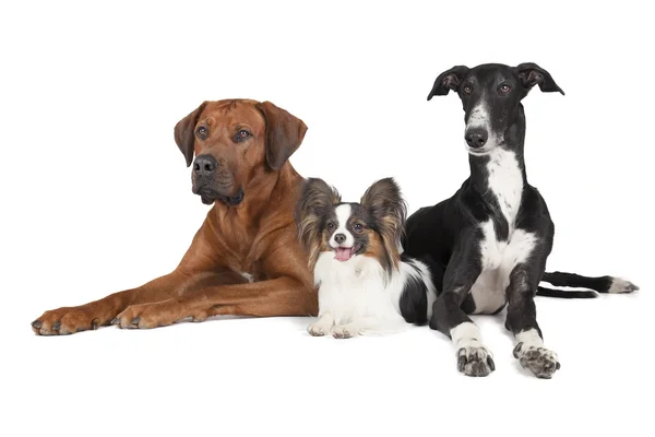 Three dogs (Rhodesian Ridgeback Papillon and Hort greyhound) — Stock Photo, Image