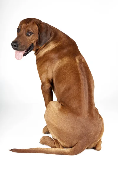 Rhodesian Ridgeback — Foto Stock