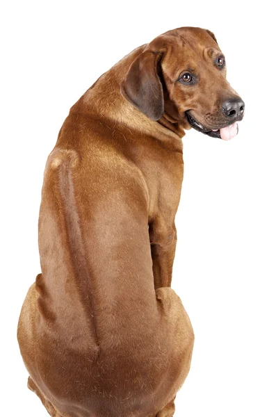 Ridgeback de Rodesia — Foto de Stock