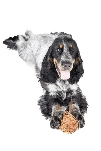 English Cocker Spaniel — Stock Photo, Image