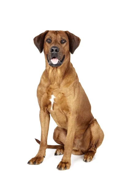 Rodezya ridgeback köpek — Stok fotoğraf