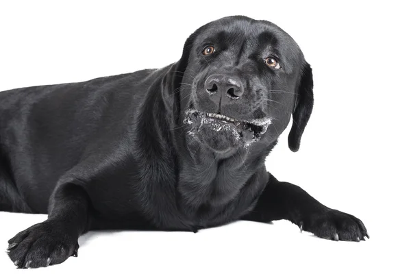 Angry dog (labrador) — Stock Photo, Image