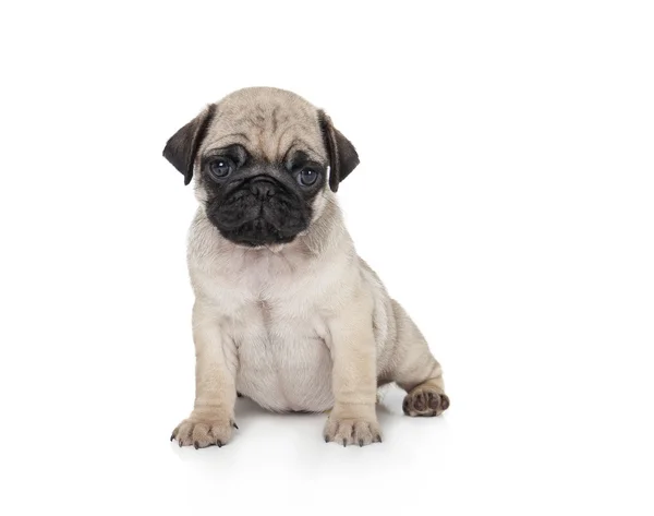 Şirin pug yavrusu — Stok fotoğraf