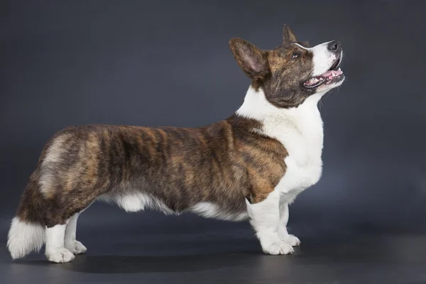 Corgi cardigan — Stock Photo, Image