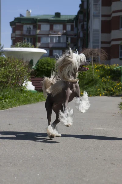 Chinese crested dog — Stock Photo, Image