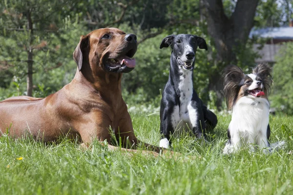 Три собаки (Родезийская гончая Риджбэк Хорт, Папийон ) — стоковое фото