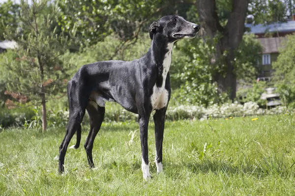 Cão-cinzento da coorte — Fotografia de Stock