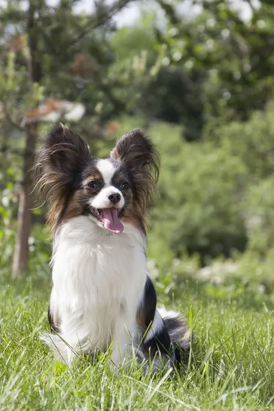 Papillon — Stockfoto