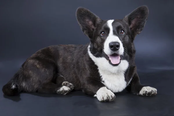 Corgi cardigan — Stock Photo, Image