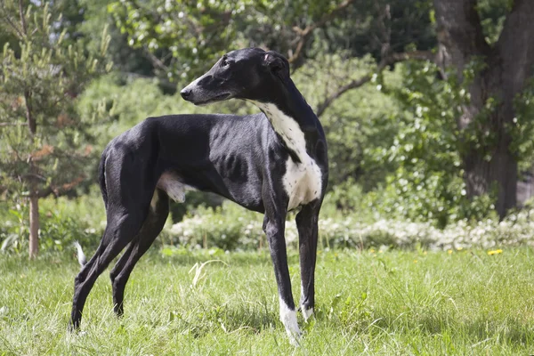 Cão-cinzento da coorte — Fotografia de Stock