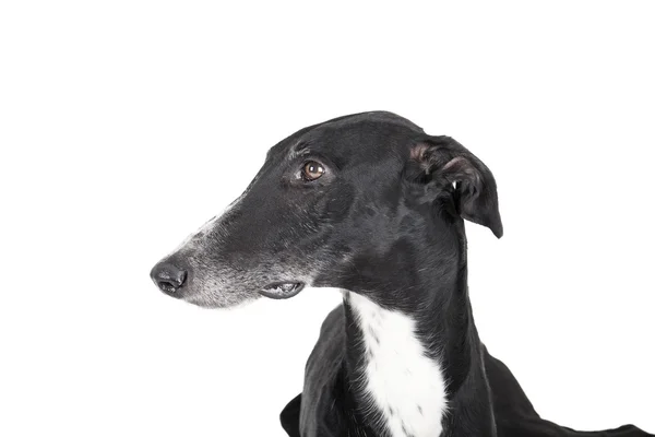 Portrait of a greyhound Royalty Free Stock Images