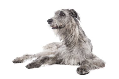 Dog (Irish Wolfhound) clipart