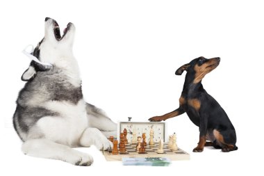 satranç oynayan köpekler