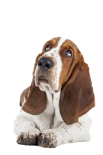 Basset hound — Stockfoto