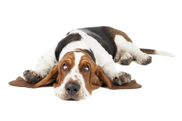 Basset Hound — Stockfoto