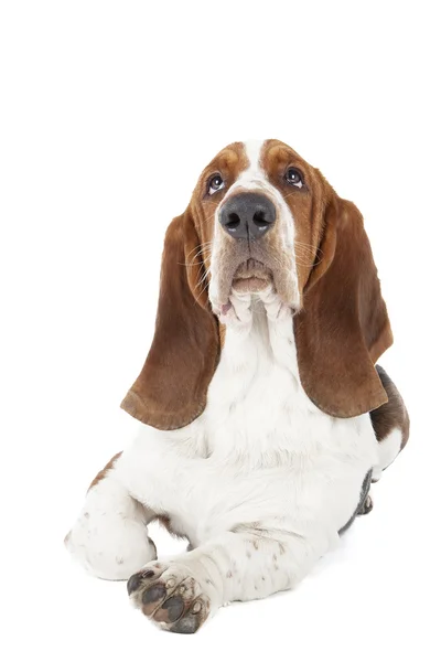 Basset hound hond liggen — Stockfoto