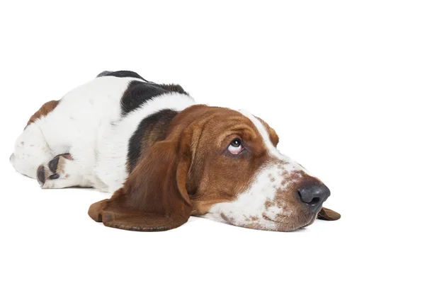 Basset hound — Zdjęcie stockowe