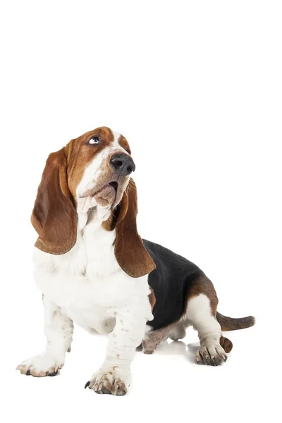 Basset hound — Stockfoto