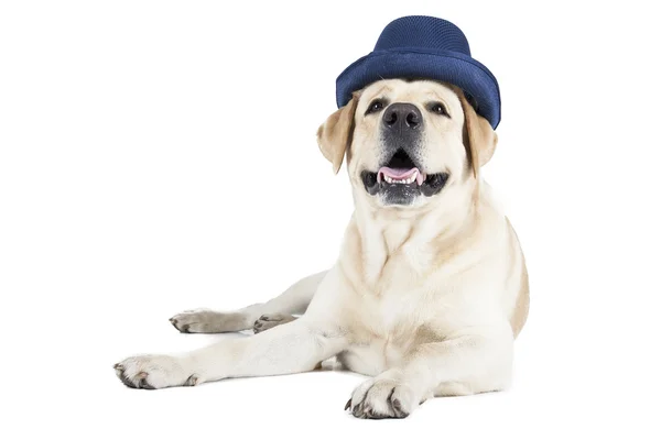 Labrador retriever en un sombrero azul —  Fotos de Stock