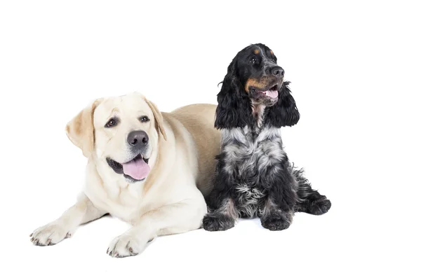 Dwa psy (Labrador Retriever i Cocker Spaniel angielski) — Zdjęcie stockowe