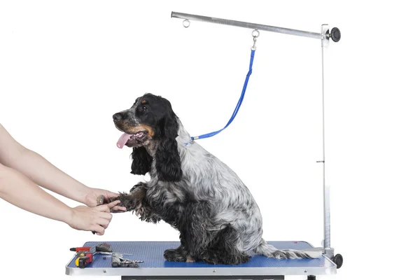 Mesa de preparação de cães — Fotografia de Stock