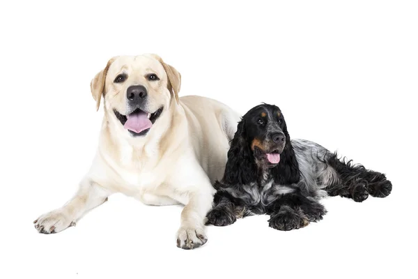 Two dogs (Labrador Retriever and English Cocker Spaniel) — Stock Photo, Image