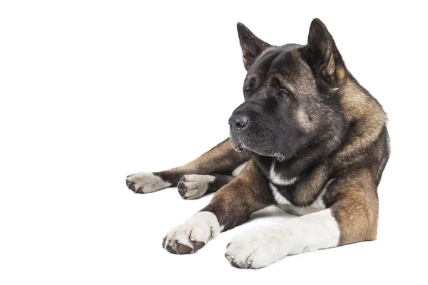 amerikan akita