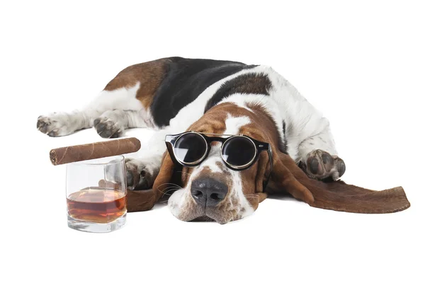 Собака (Бассет со стаканом виски — стоковое фото