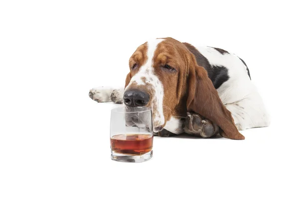Köpek (Basset bir bardak viski ile