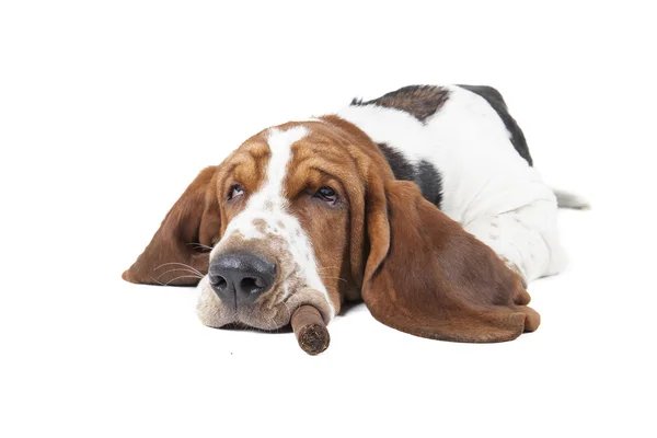 Hond (Basset) met een sigaar — Stockfoto