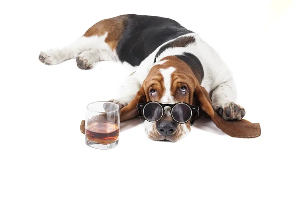 Hund (Basset mit einem Glas Whisky — Stockfoto